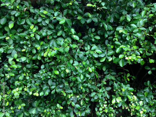 Wallpaper Mural Leaves pattern Torontodigital.ca