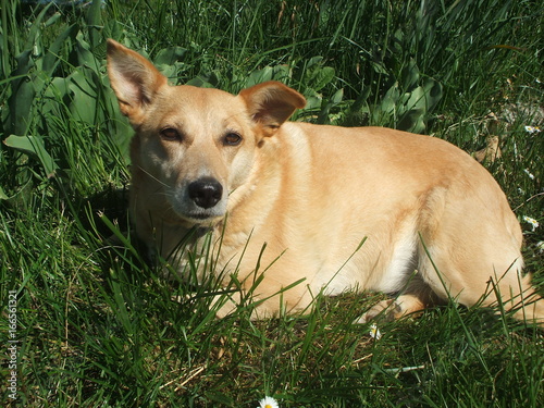 cane in giardino photo