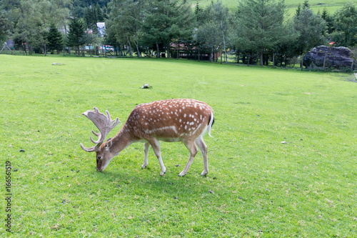 Deer eating grass in meadow