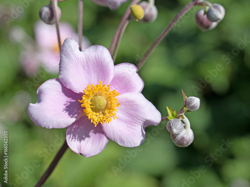 Herbstanemone  Anemone hupehensis