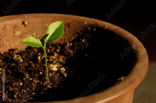 新芽　植木鉢　文旦