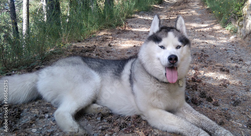 siberian husky