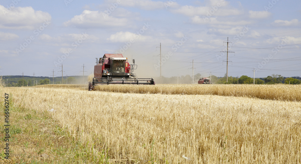 Fototapeta premium Harvester collects wheat