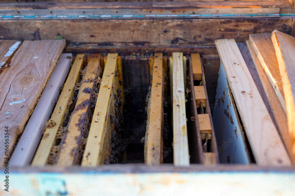 Open bee hive and honeycomb frames Open bee hive and honeycomb frames