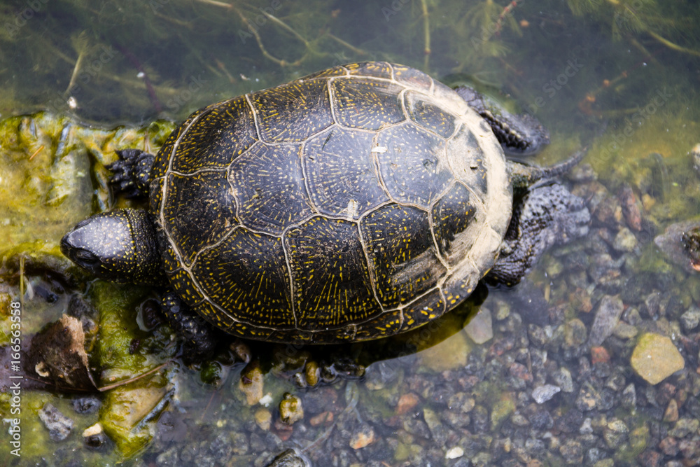 European pond turtle (Emys orbicularis) European pond turtle (Emys orbicularis)