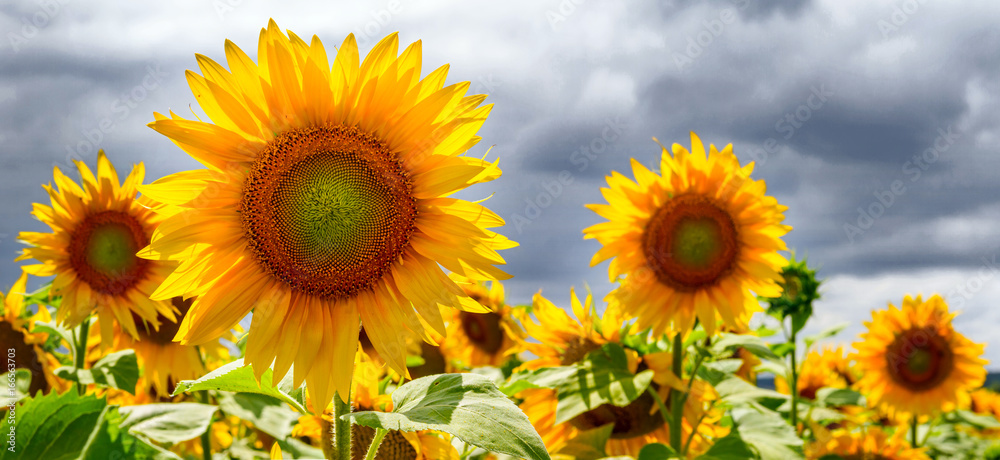 Obraz premium Summer web banner or backgrounds with flowers of sunflower