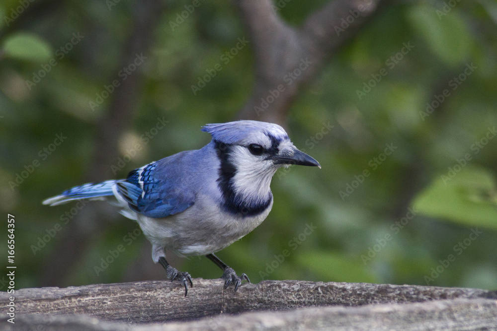 Obraz premium Blue Jay