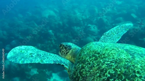 Sea turtle swims over Galapagos reef, POV