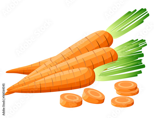 Vector illustration of carrot with tops. Sliced carrots. Pieces of carrots. Carrots with leaves and carrot slices. Web site page and mobile app design Detailed vegetarian food sketch.