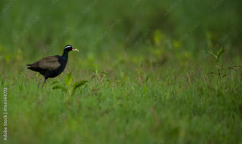 Fototapeta premium Bronze winged Jacana