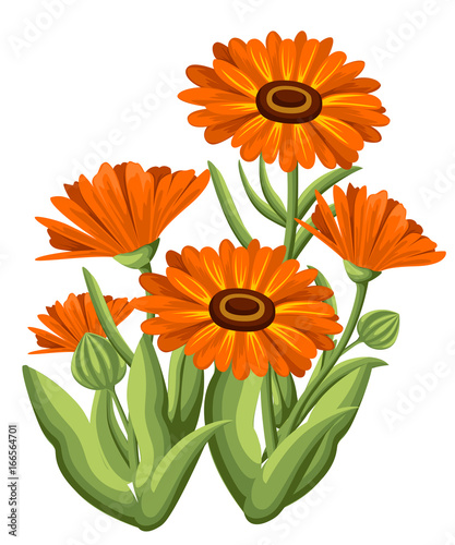 Vector illustration calendula flowers on white background. Medicinal herbs in sketch style Web site page and mobile app design