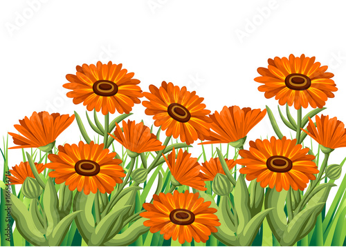 Vector illustration calendula flowers on white background. Medicinal herbs in sketch style Web site page and mobile app design