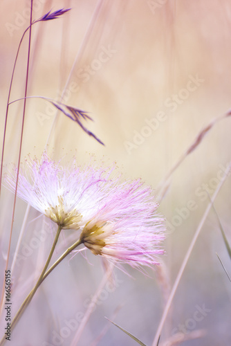 Two gentle pink fluff flowers nestled against each other on a gentle soft background. The idea of feelings, love, tenderness. Soft focus. 
