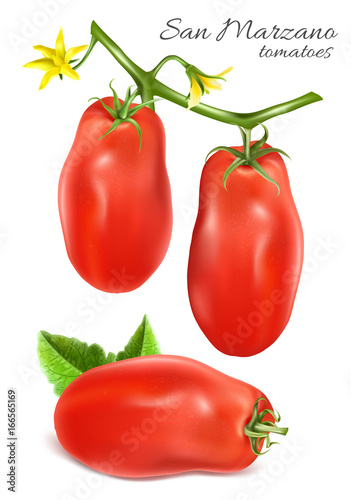 Italian plum tomatoes San Marzano. Tomato with stem