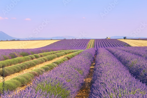 Plateau Valensole, Provence: lavender field