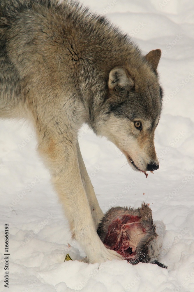 Wolf Eating