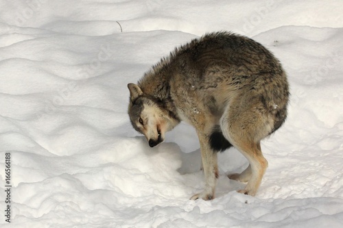 Submissive Wolf Cowering