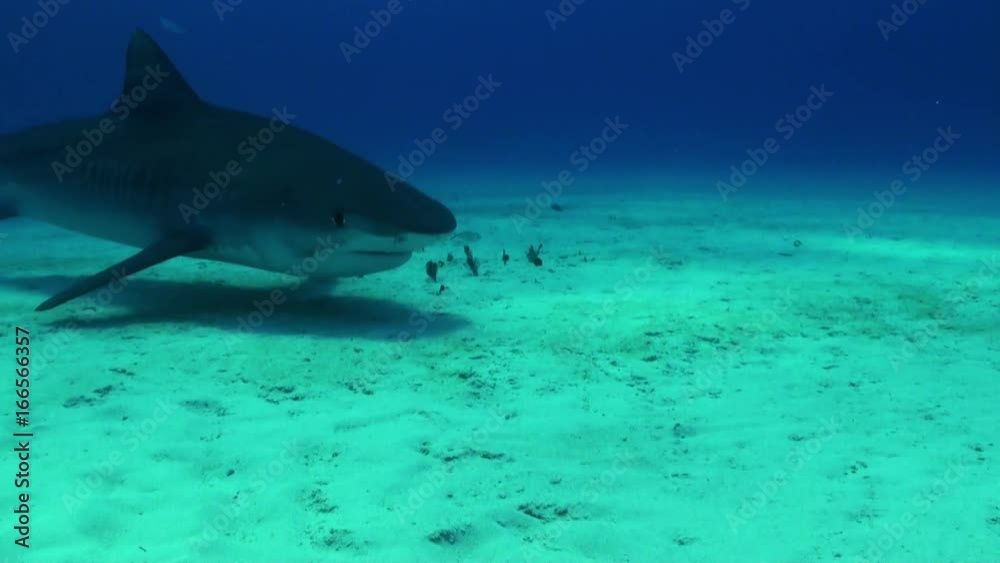 Lone tiger shark swims over ocean floor, POV Lone tiger shark swims over ocean floor, POV