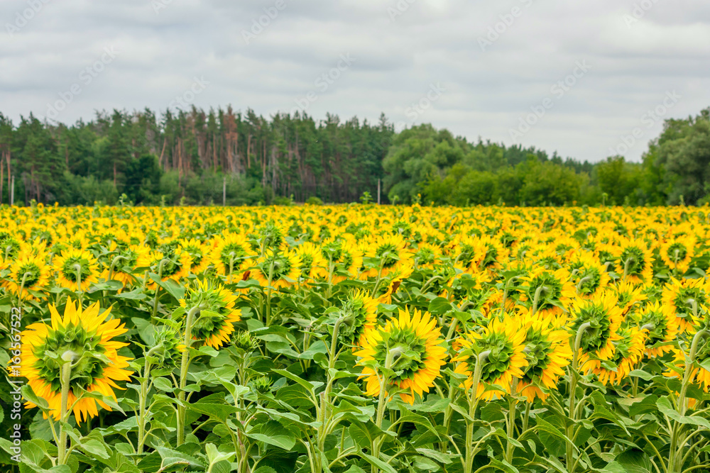 Summertime landscape - blooming sunflowers from the back against the blue sky and forest background
