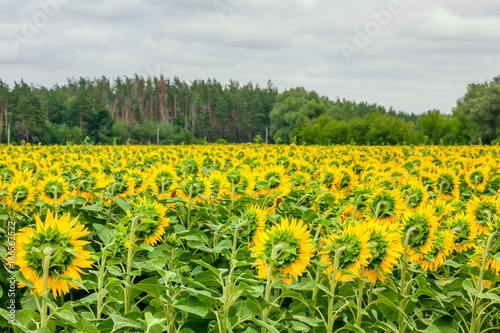 Summertime landscape - blooming sunflowers from the back against the blue sky and forest background