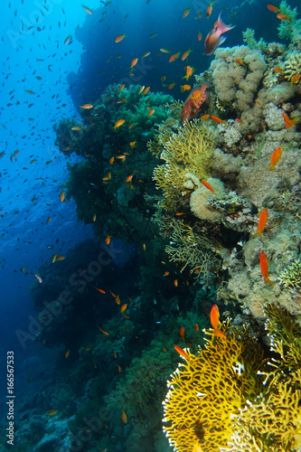Fototapeta Naklejka Na Ścianę i Meble -  School of sea goldie swim near the coral wall in Ras Mohammed natioanal park