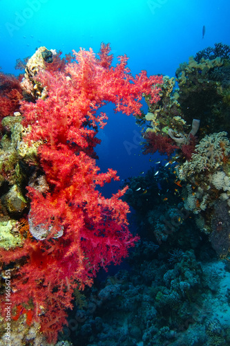 Red soft coral over the coral garden in Ras Mohammed national park