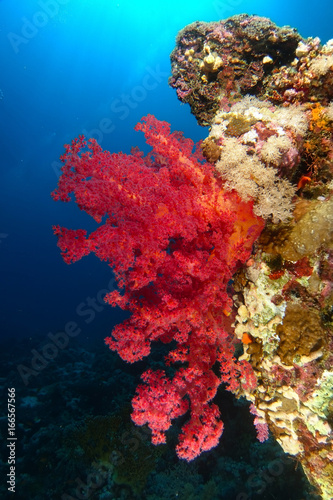 Red soft coral over the reef in dramatic light