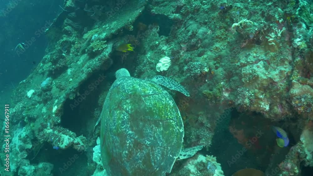 Turtle swims in Indonesia reef, POV Turtle swims in Indonesia reef, POV