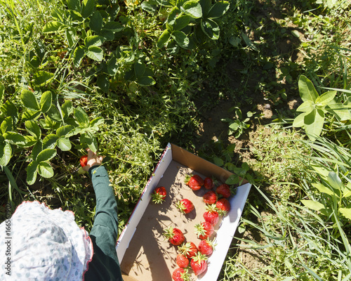 USA, Dresden, Maine. A box with picked strawberries in a strawberry field, a little girl picks more. This time of year farmers often let people pick their own strawberries. photo