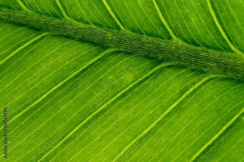 Green leaf texture see through by light.