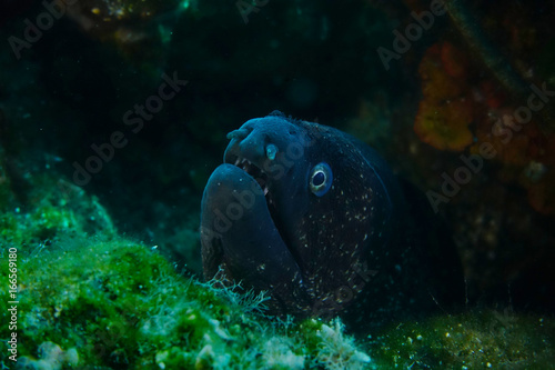 Black moray eel look curious inside the cave in Bodrum Mugla