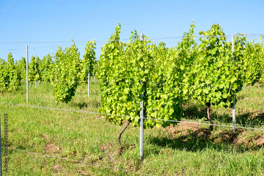 Modern vineyard in wine making regions of Europe