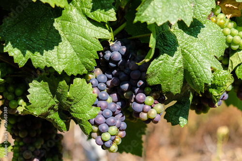 Red Grapes hanging on wine in wine making region