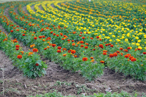Fields of yellow and orange marigold flowers planted in rows