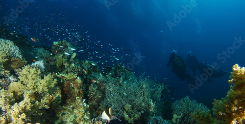 Scuba divers explore coral garden © Nejat Semerci