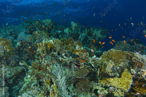 School of sea goldie fish swim over the fire coral garden in shaab abu nuhas