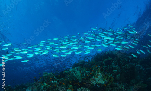 Fototapeta Naklejka Na Ścianę i Meble -  School of silver fish swim over the dark reef