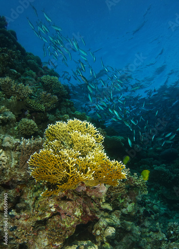School of silver fish swim over the big fire coral in coral garden