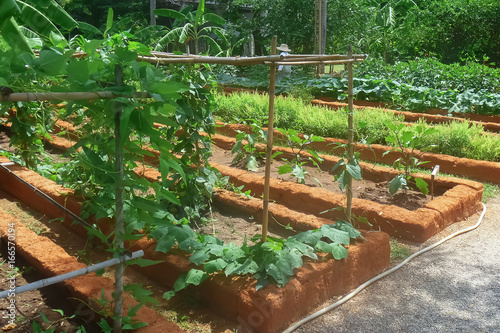 Growing an Organic Vegetable Garden for safety and healthy food.