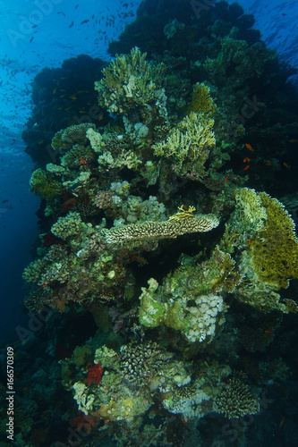 Coral wall in dramatic light