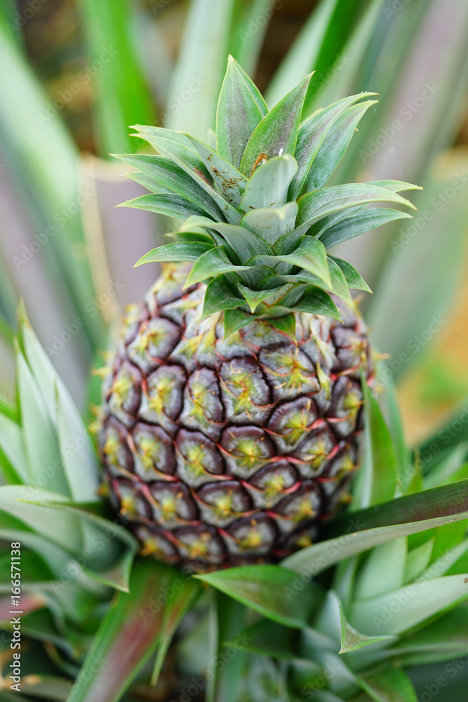 Pineapple growing on a tropical plant Pineapple growing on a tropical plant