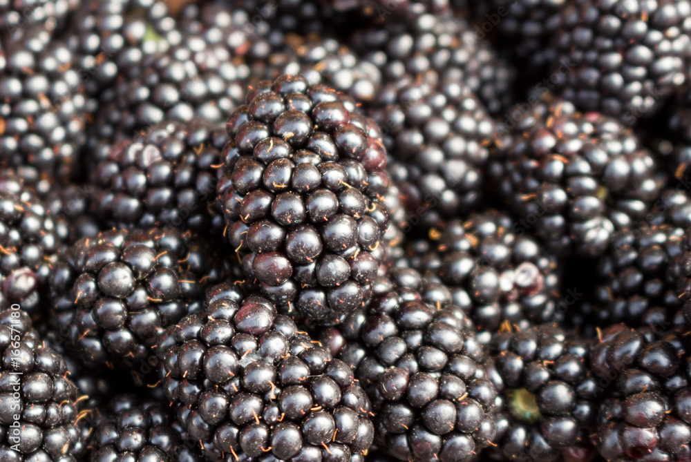 Ripe bramble on the market. Background of bramble close-up.