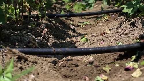 Wallpaper Mural Watering Torontodigital.ca
