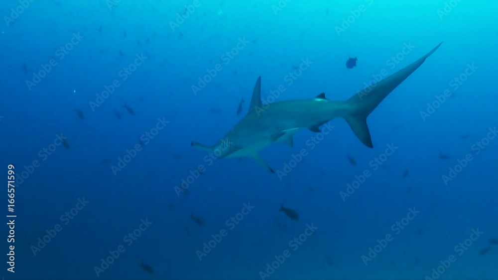 Low angle, hammerhead swims in open ocean Low angle, hammerhead swims in open ocean