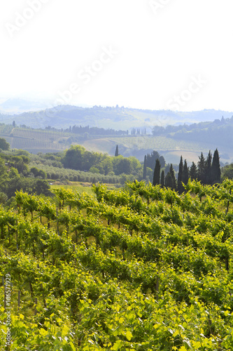 Vineyard in Tuscany  Italy