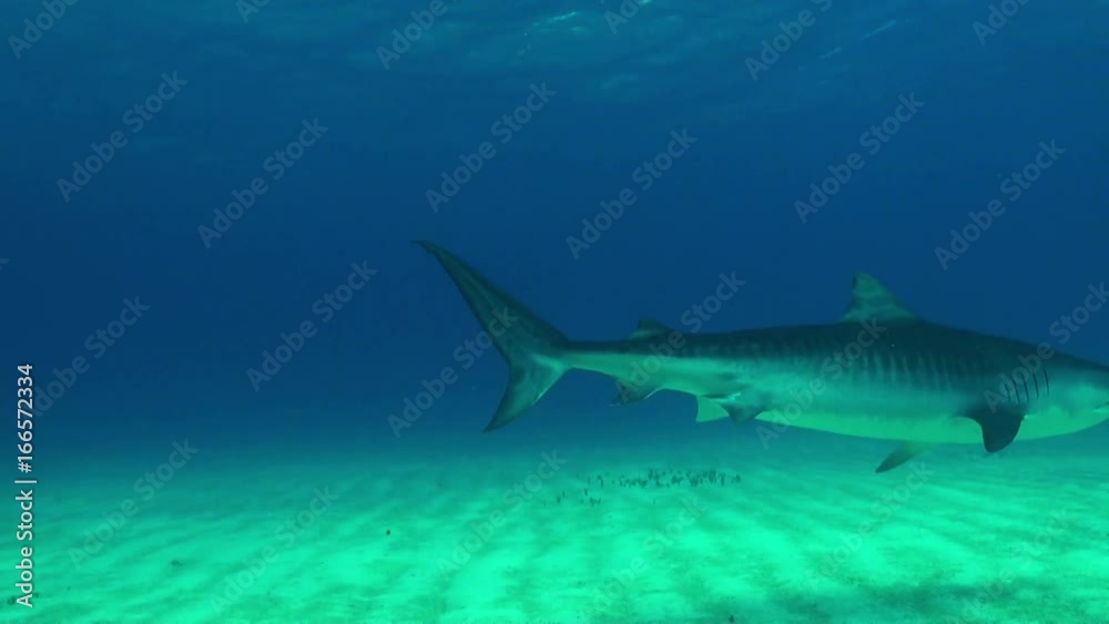 POV, tiger shark follows school of tiny fish POV, tiger shark follows school of tiny fish