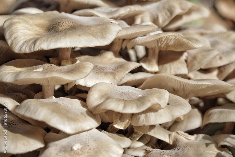 Mushrooms as a abackground