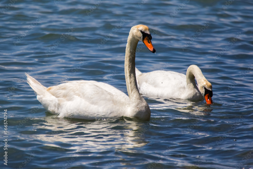Swans in Petite Camargue, on the pond of Berre on Provence Swans in Petite Camargue, on the pond of Berre on Provence