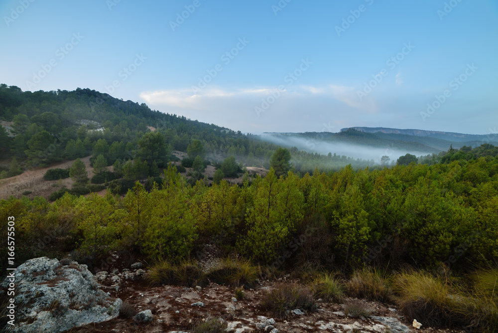 Obraz premium Green tree forest background, beautiful view on fresh pines 