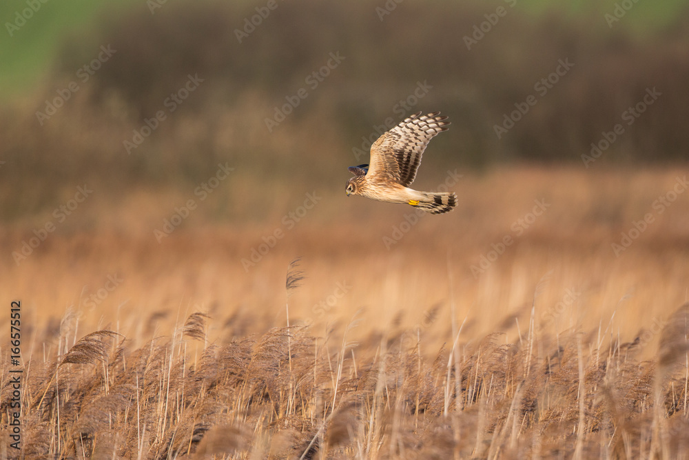 Fototapeta premium Hen harrier